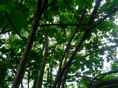 Figuier commun, Ficus carica, Moracées 