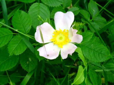 Eglantier commun, Rosa canina, Rosacées 