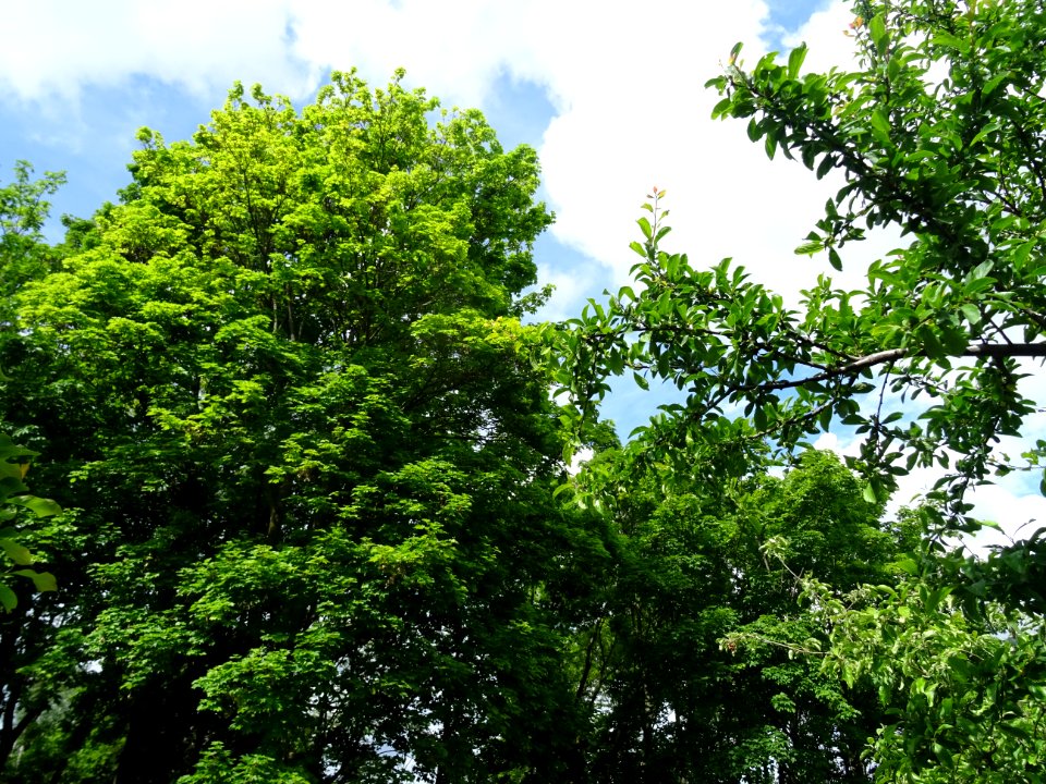 Jardin botanique Issy-les-Moulineaux 