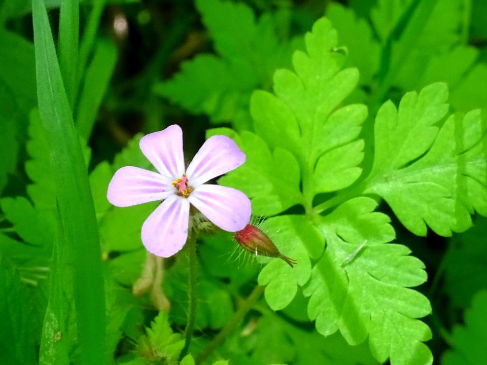Géranium Herbe à Robert, Geranium robertianum, Géraniacées… 