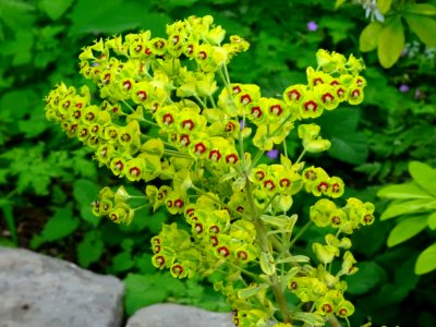 Euphorbe characias ou Euphorbe des garrigues, Euphorbia ch… 