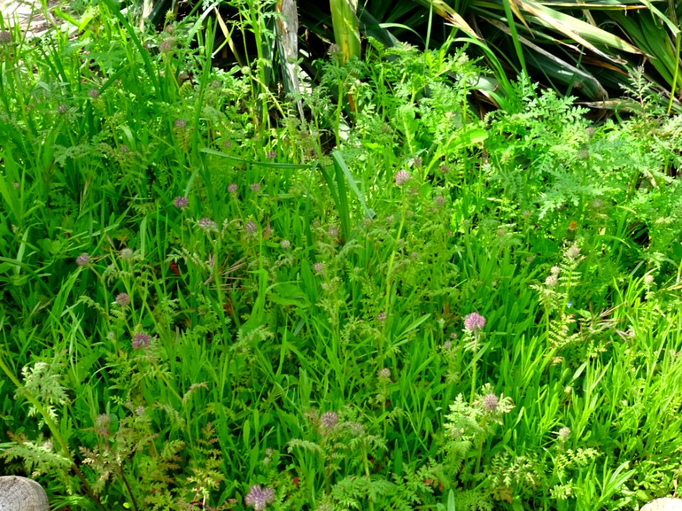 Phacélie, Phacelia tanacetifolia, Boraginacées 