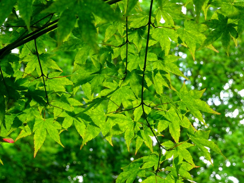 Erable du Japon, Acer palmatum, Sapindacées 