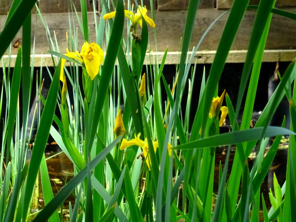 Iris des marais ou Fleur-de-lis, Iris pseudacorus, Iridacé… 