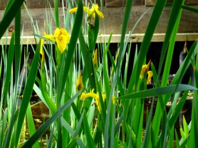 Iris des marais ou Fleur-de-lis, Iris pseudacorus, Iridacé… 