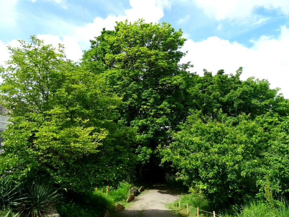 Jardin botanique Issy-les-Moulineaux 