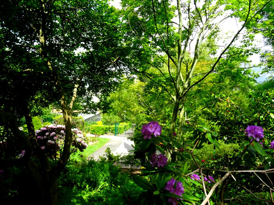 Rhododendron des parcs, Rhododendron ponticum, Ericacées 