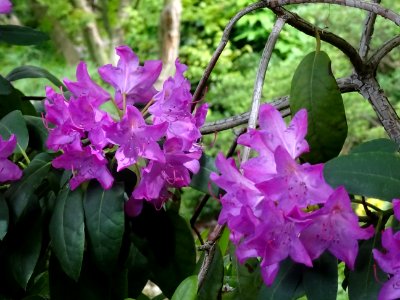 Rhododendron des parcs, Rhododendron ponticum, Ericacées 