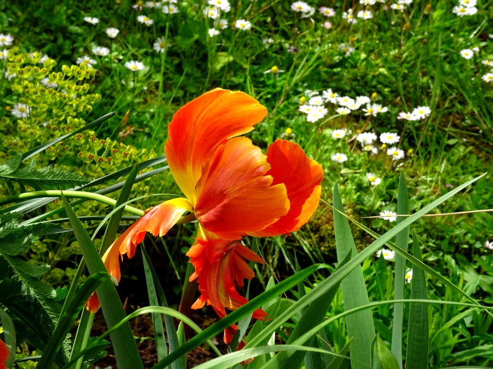 Tulipe des fleuristes ou Tulipe de Gesner, Tulipa gesneria… 