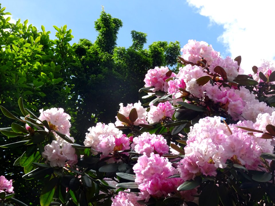Rhododendron catawbiense, Ericacées 