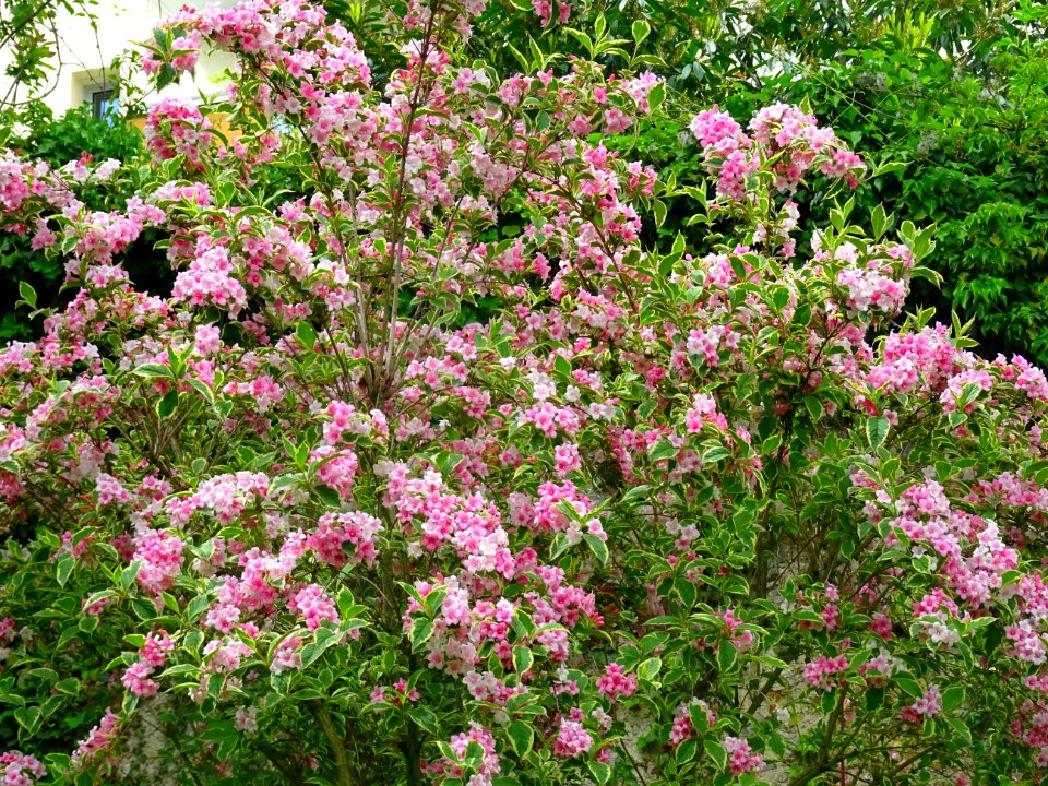 Weigela florida, Caprifoliacées 