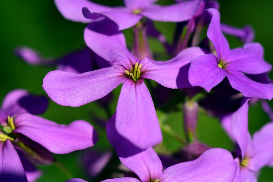 Blossom bloom purple