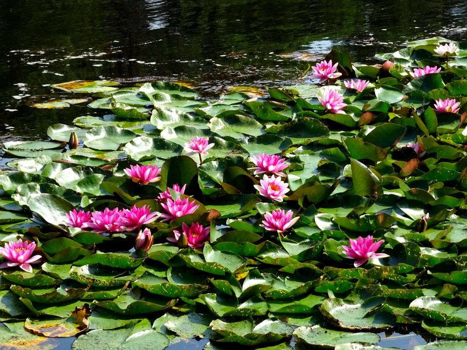 Nymphéa blanc ou Nénuphar Blanc, Nymphaea alba, Nymphéacée… 