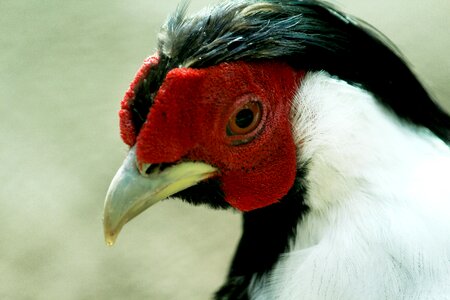 Chicken domestic food photo