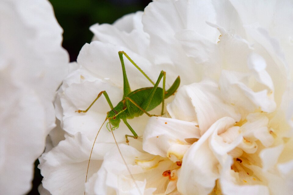 White flower insects green