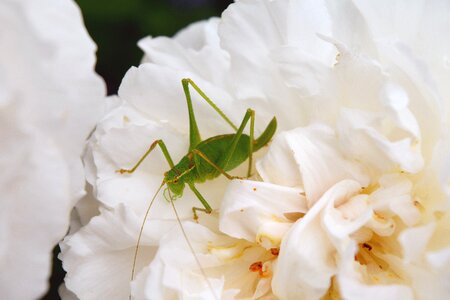 White flower insects green photo