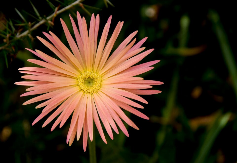 Garden bloom round