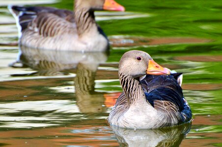 Water bird poultry swim