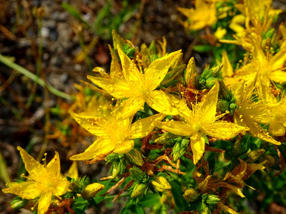 Millepertuis commun, Hypericum perforatum, Hypericacées 