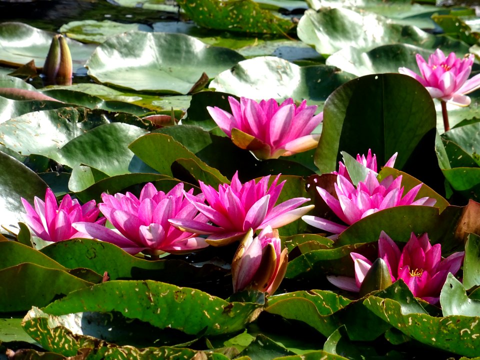 Nymphéa blanc ou Nénuphar Blanc, Nymphaea alba, Nymphéacée… 