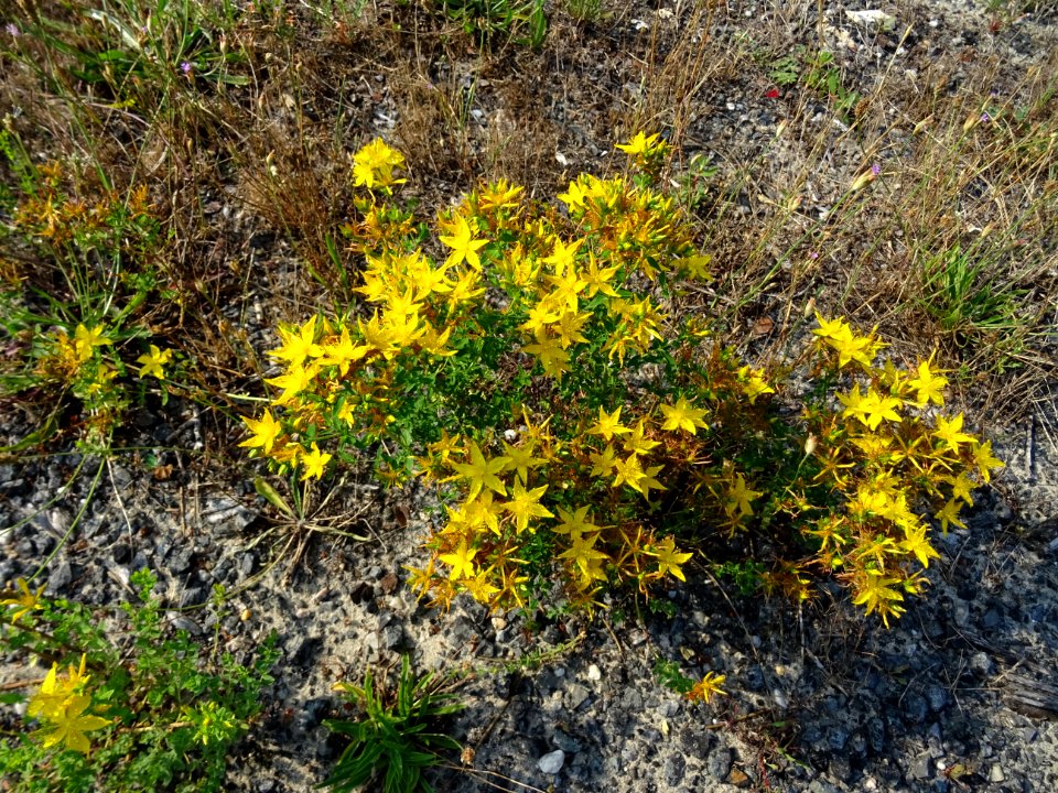 Millepertuis commun, Hypericum perforatum, Hypericacées 