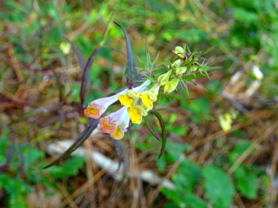 Mélampyre des prés, Melampyrum pratense, Orobanchacées 