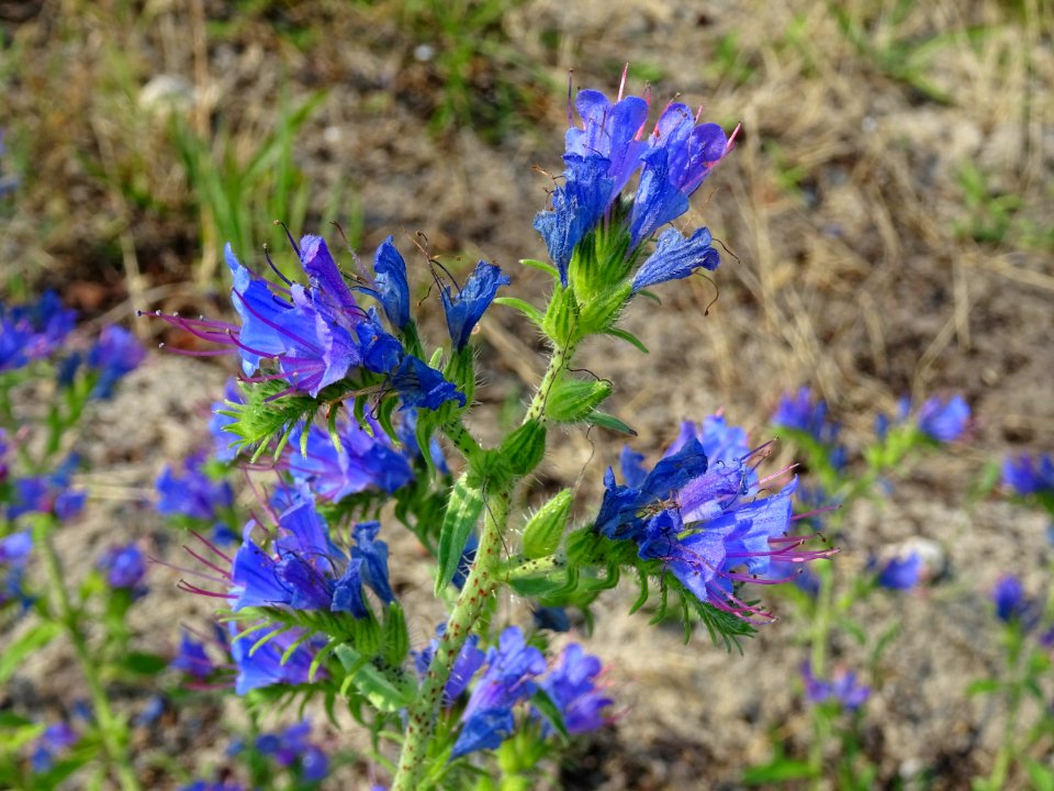 Vipérine commune, Echium vulgare, Boraginacées 