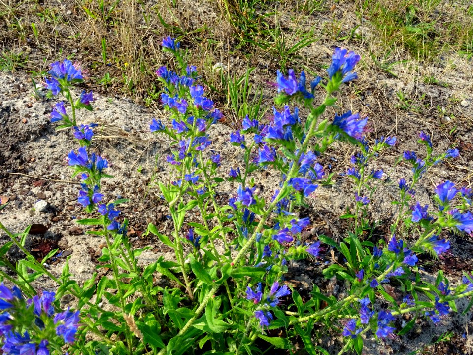 Vipérine commune, Echium vulgare, Boraginacées 