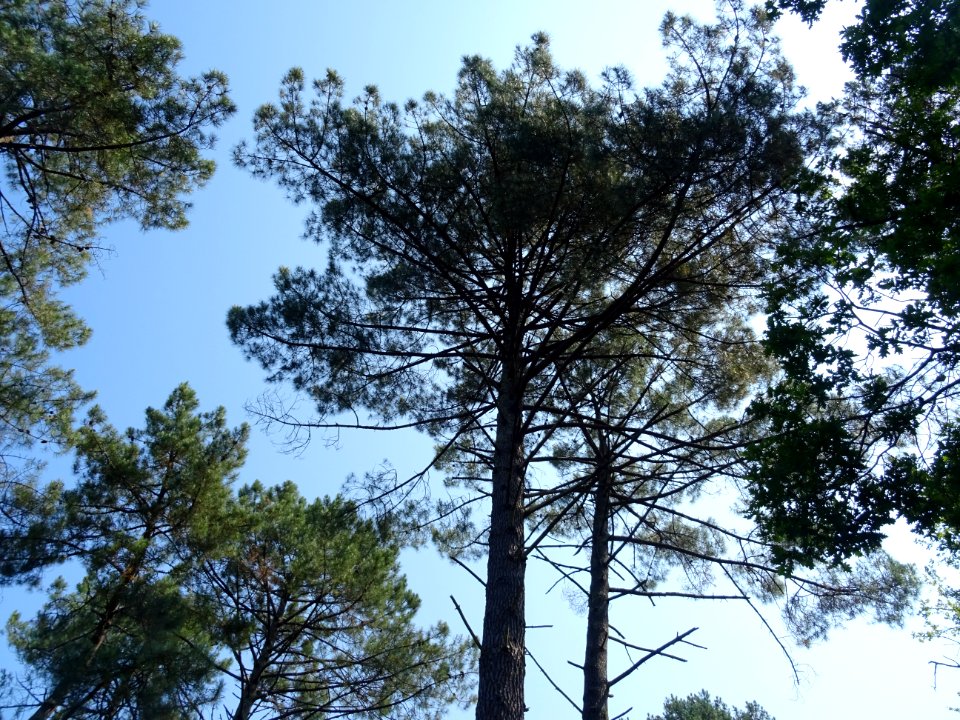 La silhouette des pins 