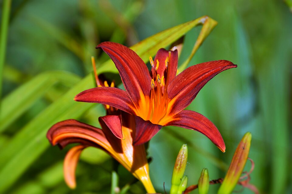 Blossom bloom pistil