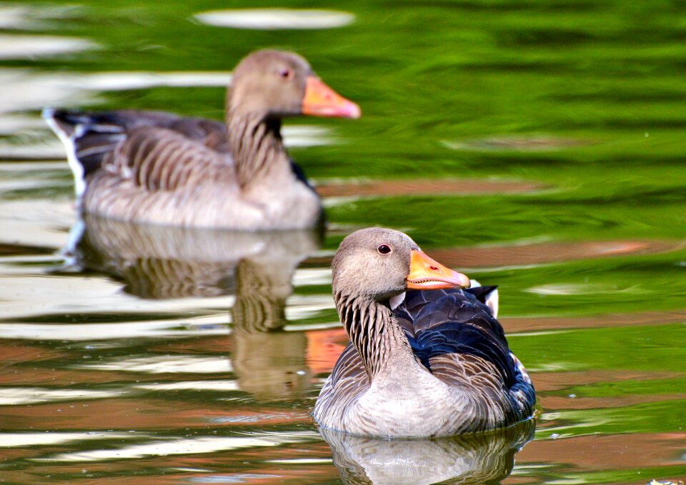 Water bird poultry swim