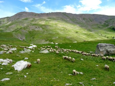 Troupeau de moutons 