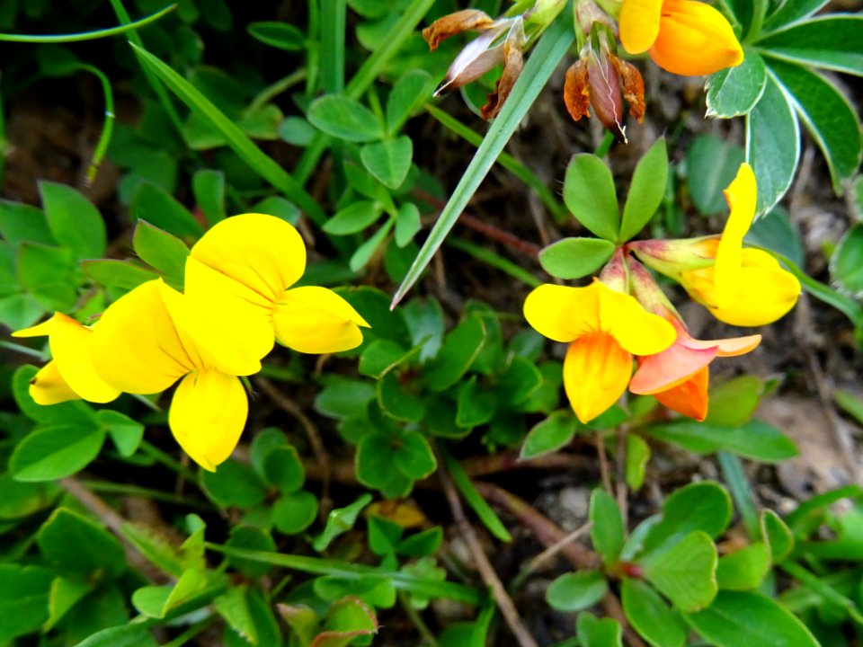 Lotier corniculé, Lotus corniculatus, Fabacées 