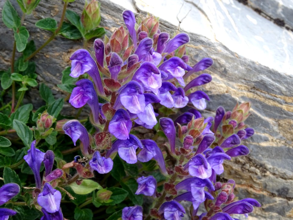 Scutellaire des Alpes, Scutellaria alpina, Lamiacées 