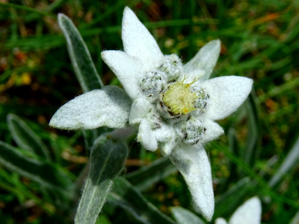 Edelweiss, Leontopodium nivale, Astéracées 