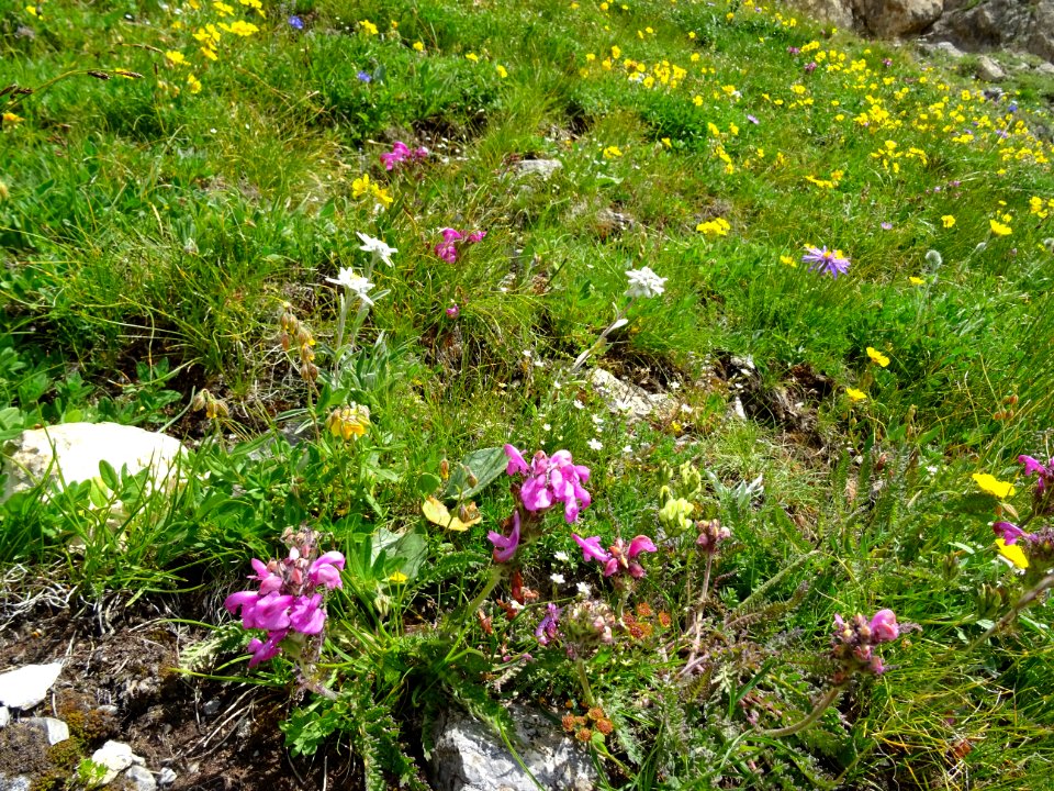 La pente est parsemée de milliers de fleurs 