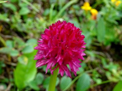 Nigritelle noire, Gymnadenia nigra, Orchidacées 