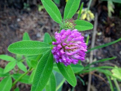 Trèfle Alpestre, Trifolium alpestre, Fabacées 
