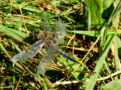 Libellule ... à identifier 