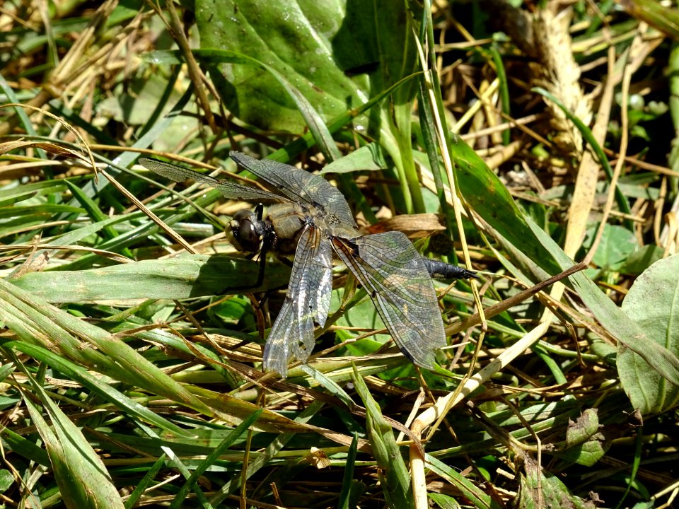 Libellule ... à identifier 