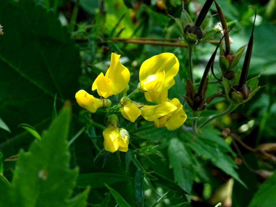 Gesse des prés, Lathyrus pratensis, Fabacées 