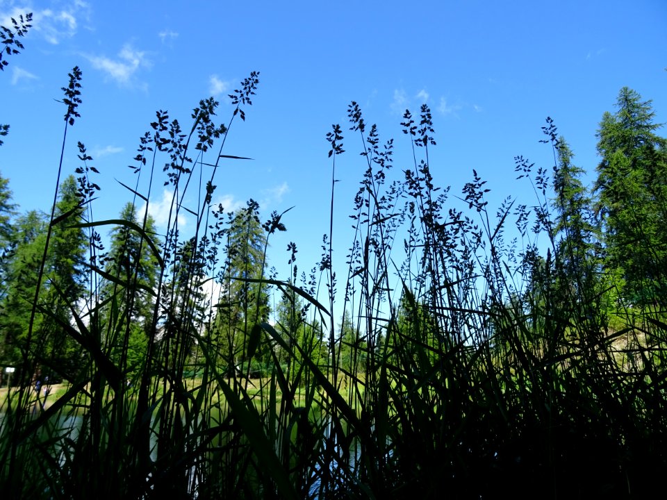 Des graminées, lac des Hermès, Puy-Saint-Vincent, Hautes-A… 