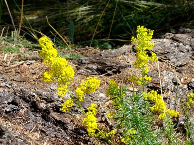 Gaillet jaune ou Caille-lait jaune, Galium verum, Rubiacée… 