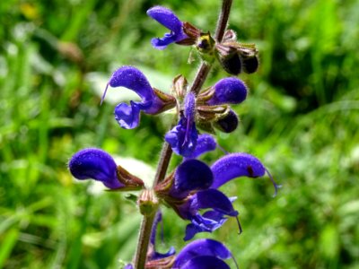 Sauge des prés, Salvia pratensis, Lamiacées 