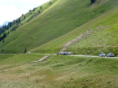 Un troupeau de moutons barre la route ... dans la montée v… 