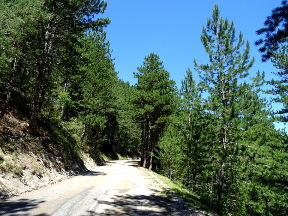 La D537 traverse la forêt domaniale de Pellafol, Isère 