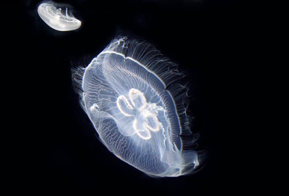 Marine animal urticant ocean