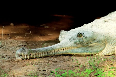 Alligator animal mouth photo