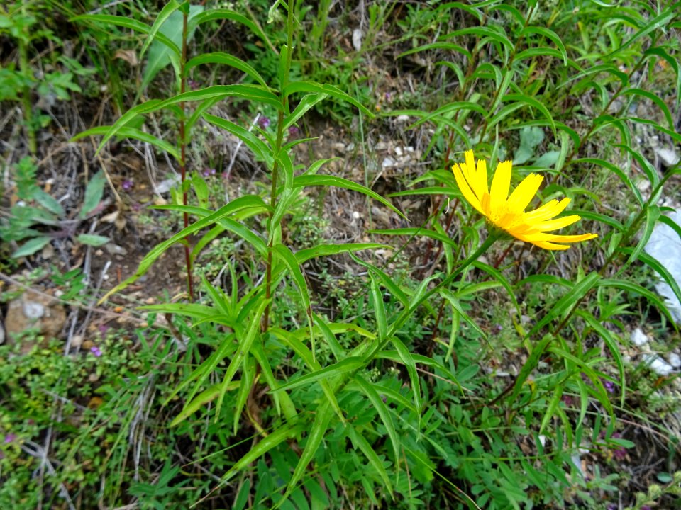 Buphtalme à feuilles de saule, Buphthalmum salicifolium, C… 