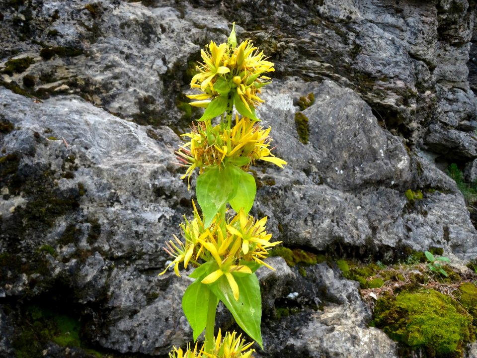 Gentiane jaune, Gentiana lutea, Gentianacées 